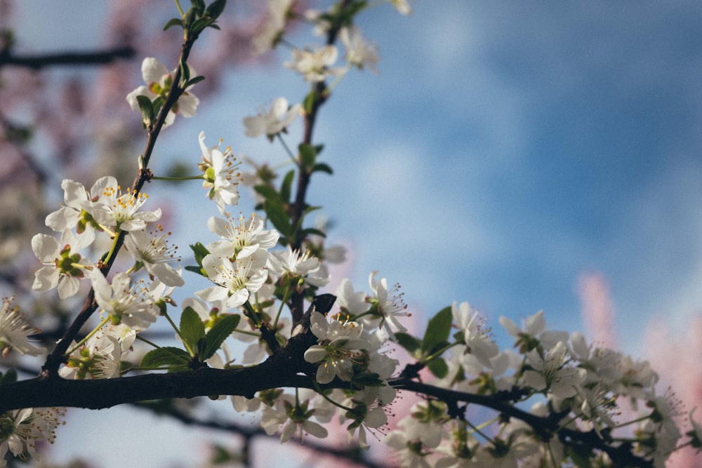 a close up of a tree with white flowers