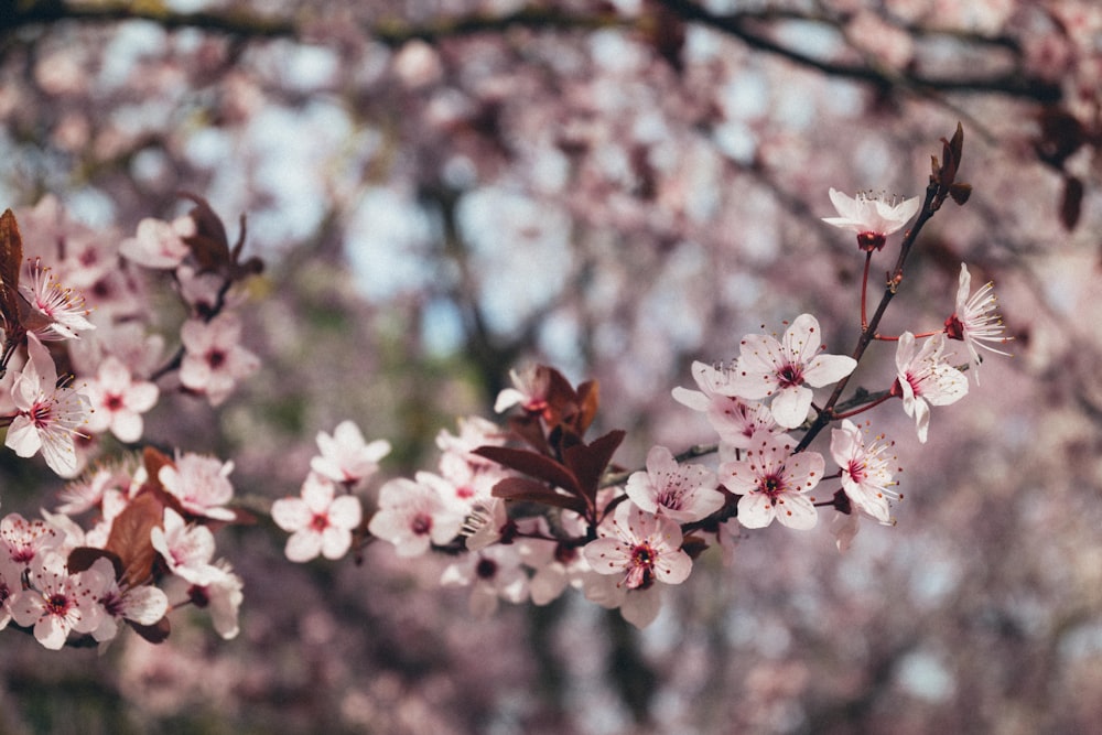 a close up of a tree with pink flowers