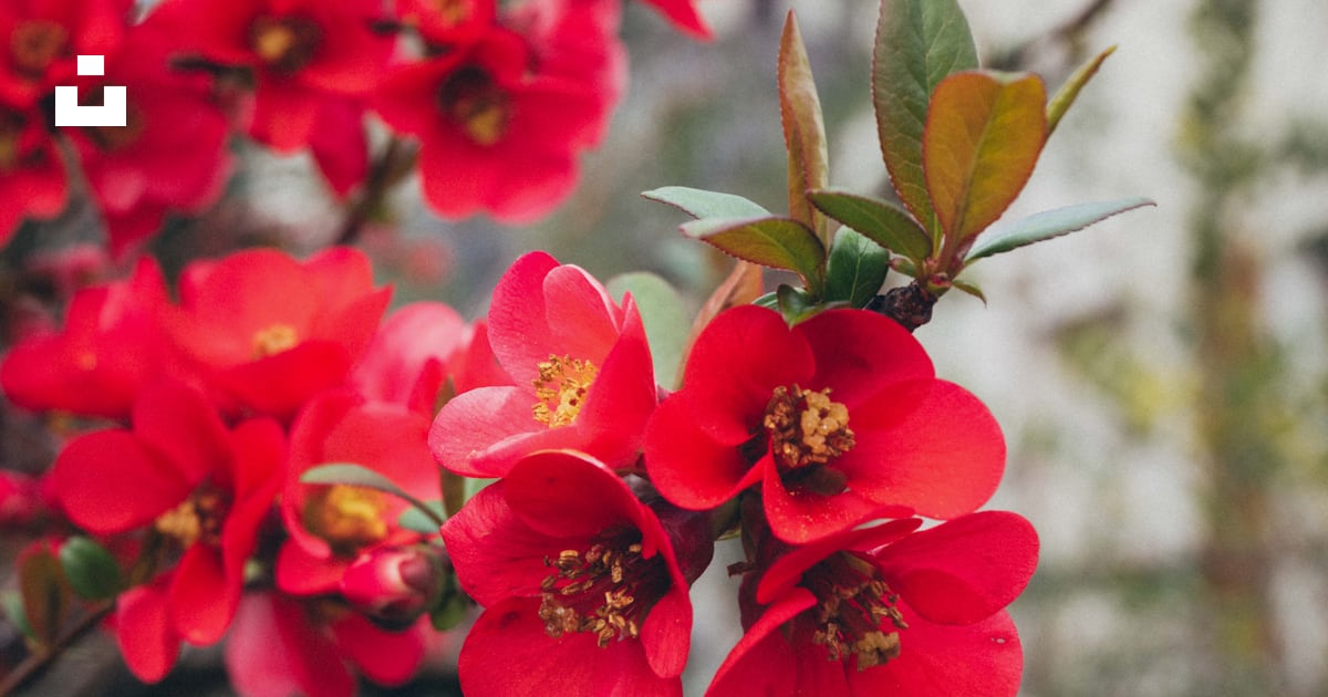 Un bouquet de fleurs rouges qui sont sur un arbre photo – Photo Fleurs ...