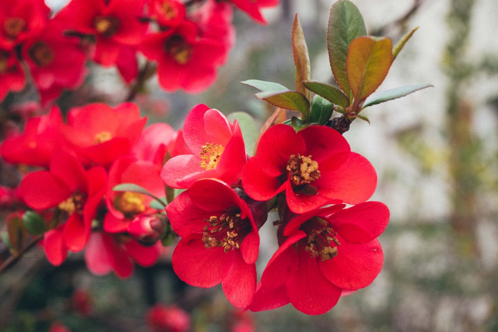 a bunch of red flowers that are on a tree