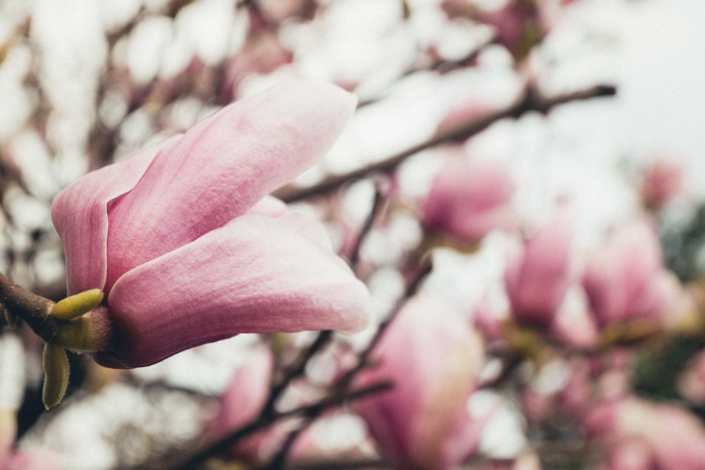 a close up of a pink flower on a tree