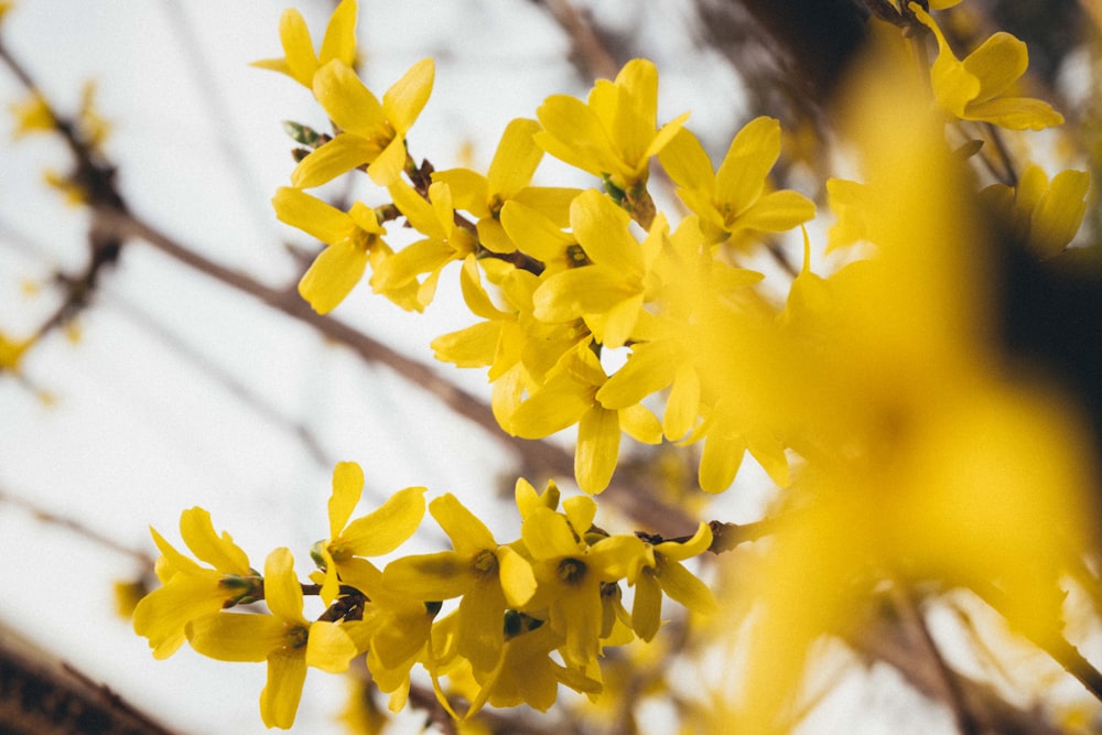 a close up of a tree with yellow flowers