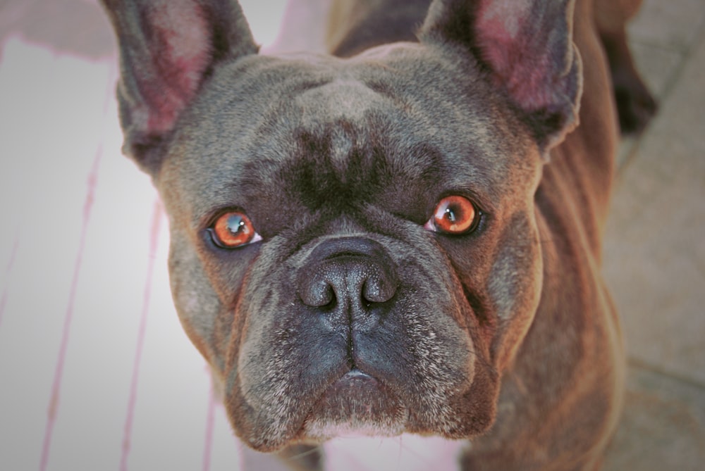 a close up of a dog looking at the camera