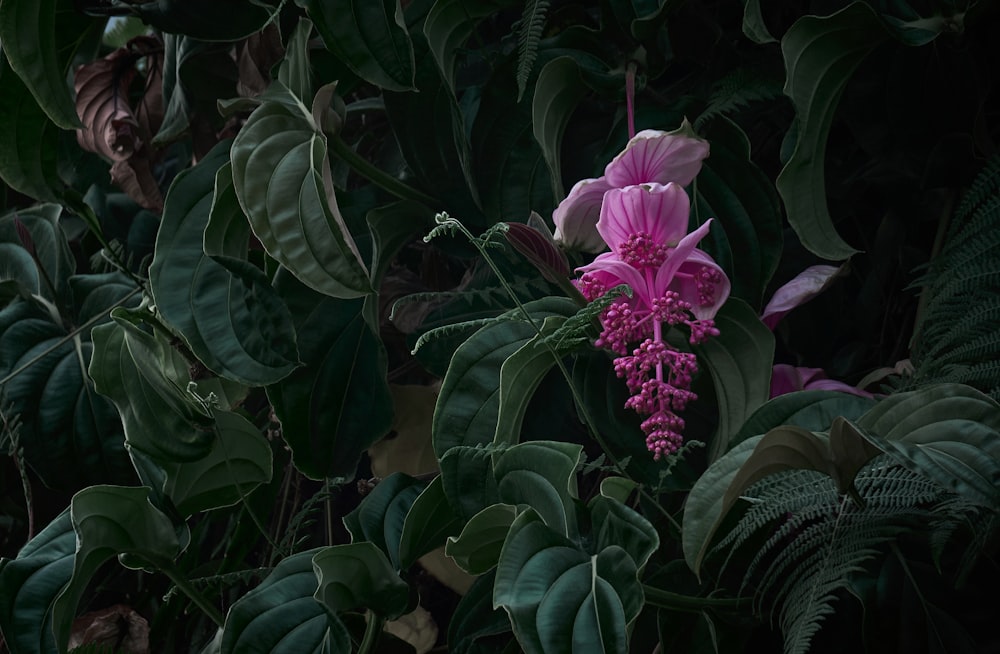 a pink flower surrounded by green leaves