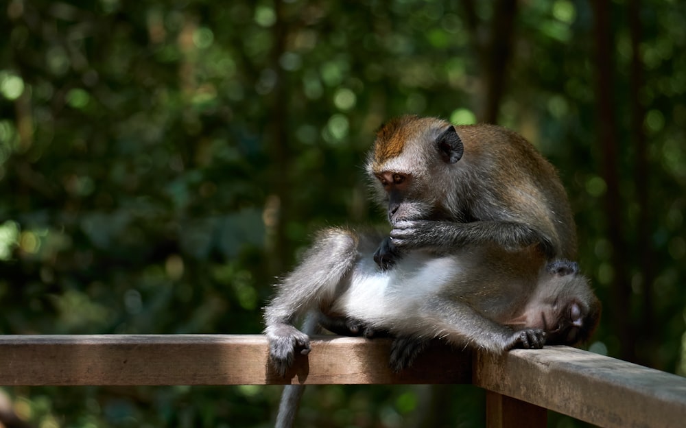 a monkey is sitting on a wooden rail
