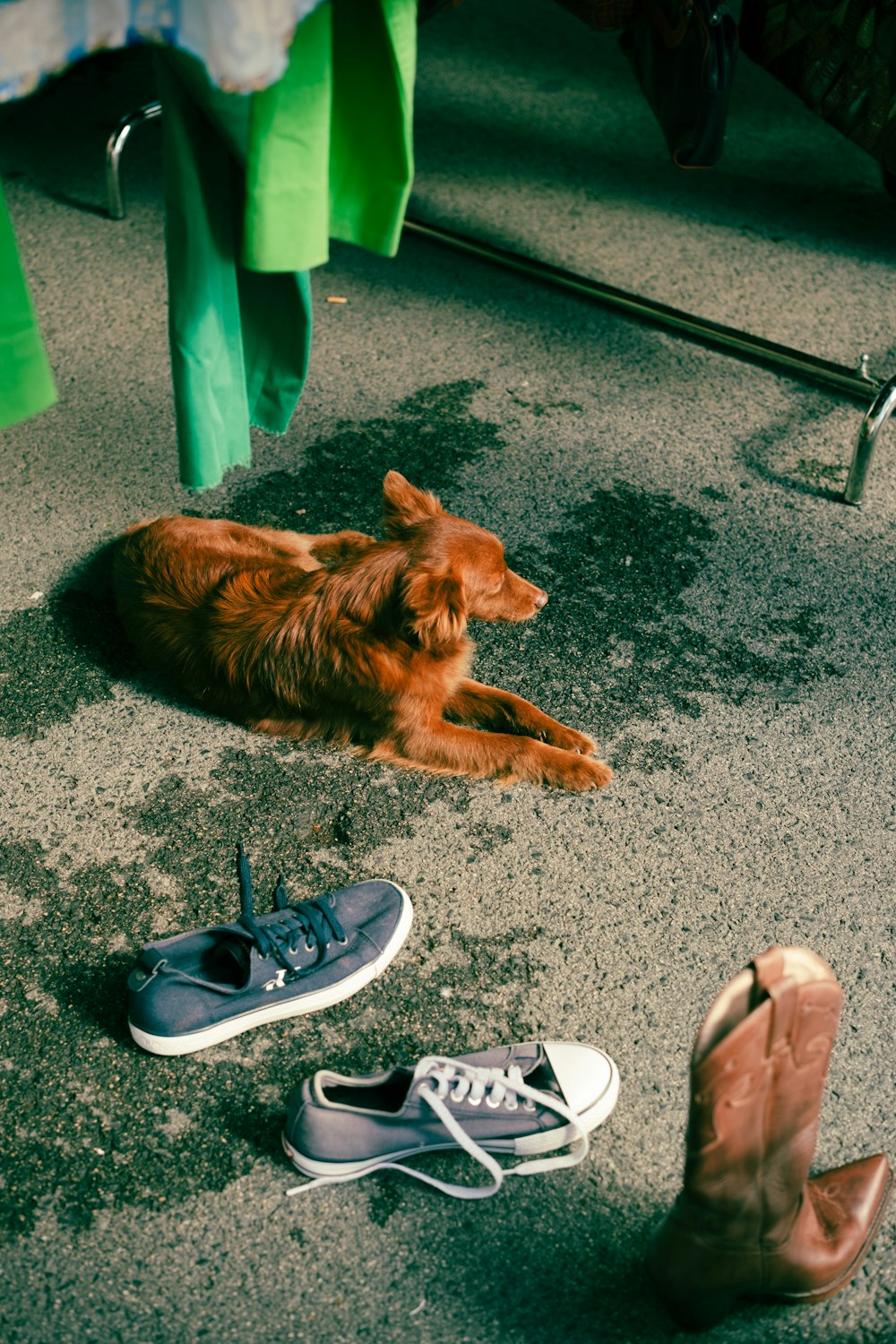 a dog laying on the ground next to a pair of shoes