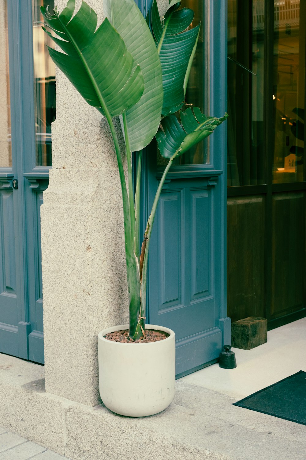 a large plant in a white pot on a sidewalk