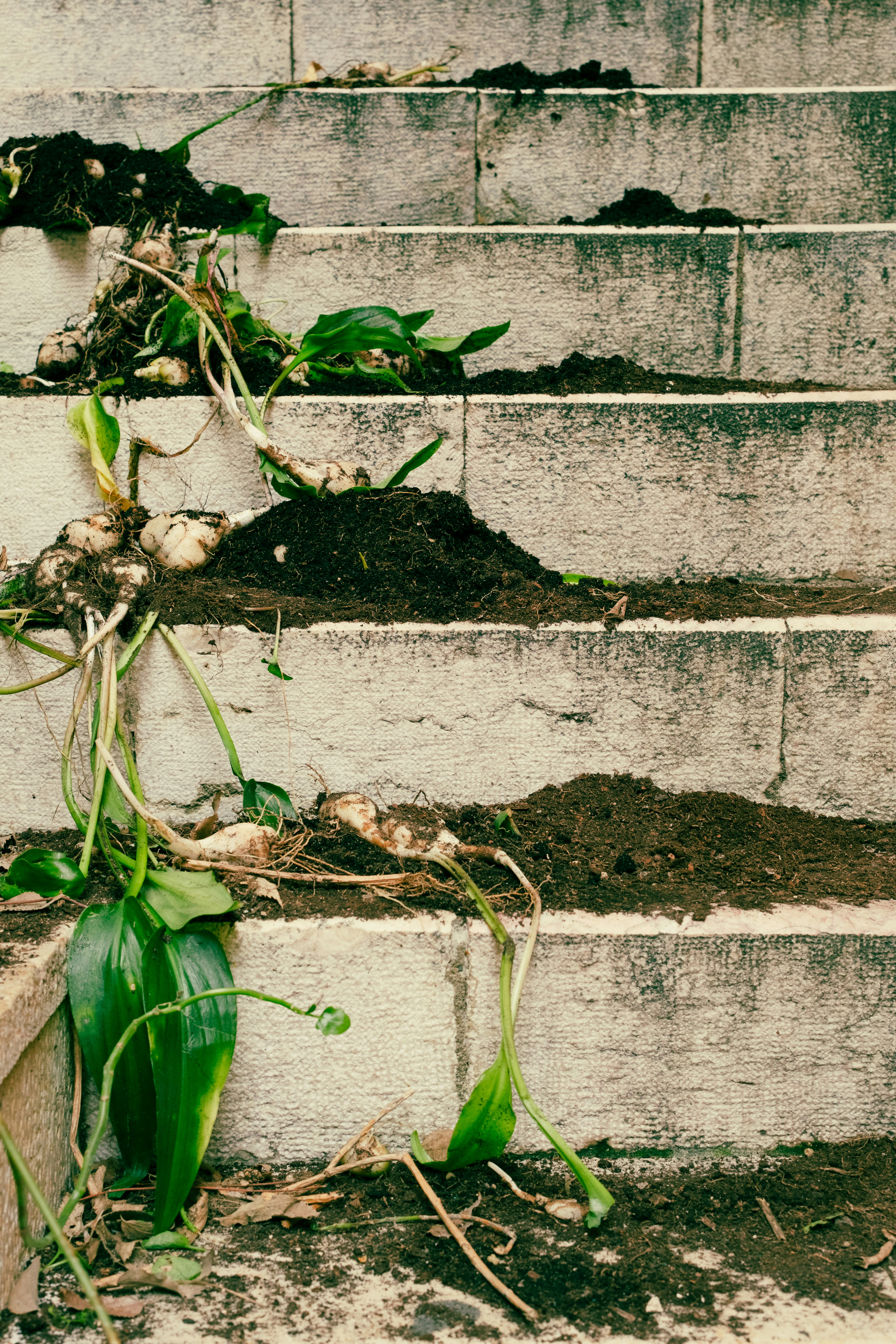 a bunch of plants that are growing on some steps