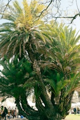 A large palm tree with lush, green fronds dominates the foreground, while branches from a deciduous tree weave through the upper portion. In the background, stalls and tents suggest a market or fair setting, with sunlight filtering through the foliage.