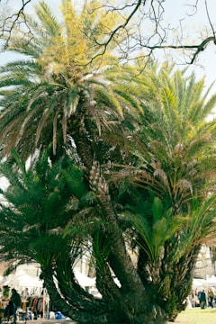 A large palm tree with lush, green fronds dominates the foreground, while branches from a deciduous tree weave through the upper portion. In the background, stalls and tents suggest a market or fair setting, with sunlight filtering through the foliage.