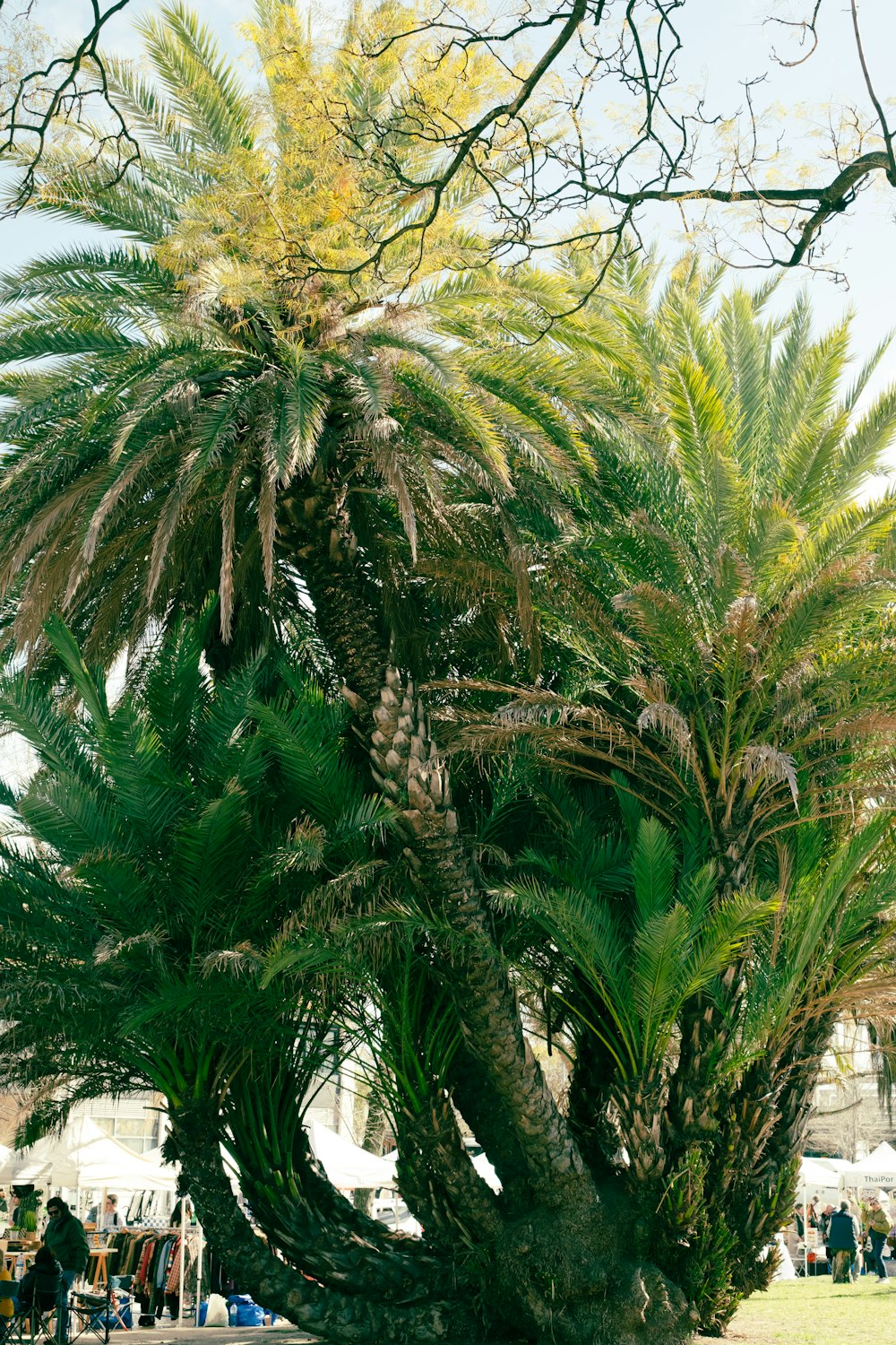 a group of palm trees in a park