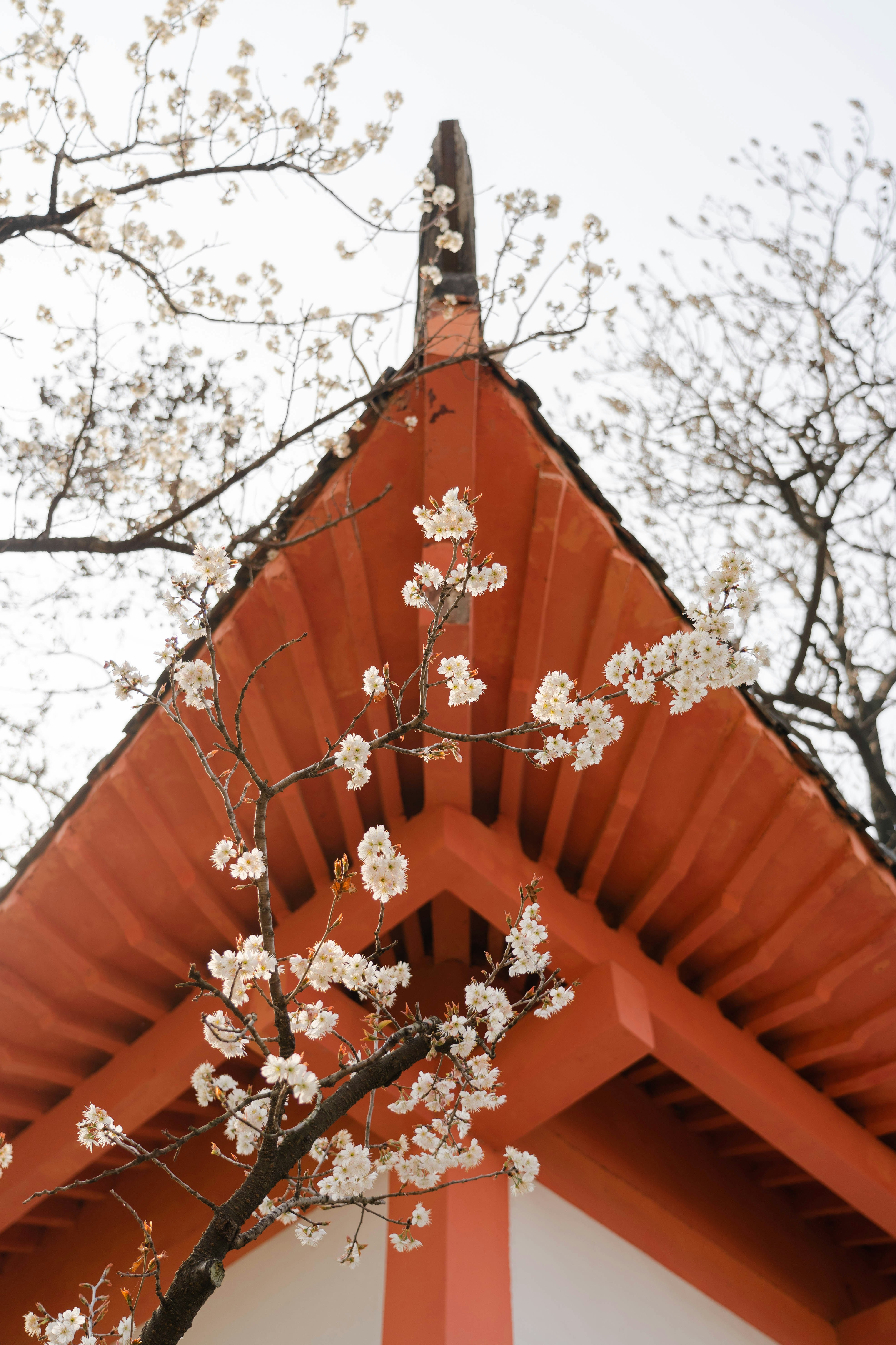 a tree with white flowers in front of a building