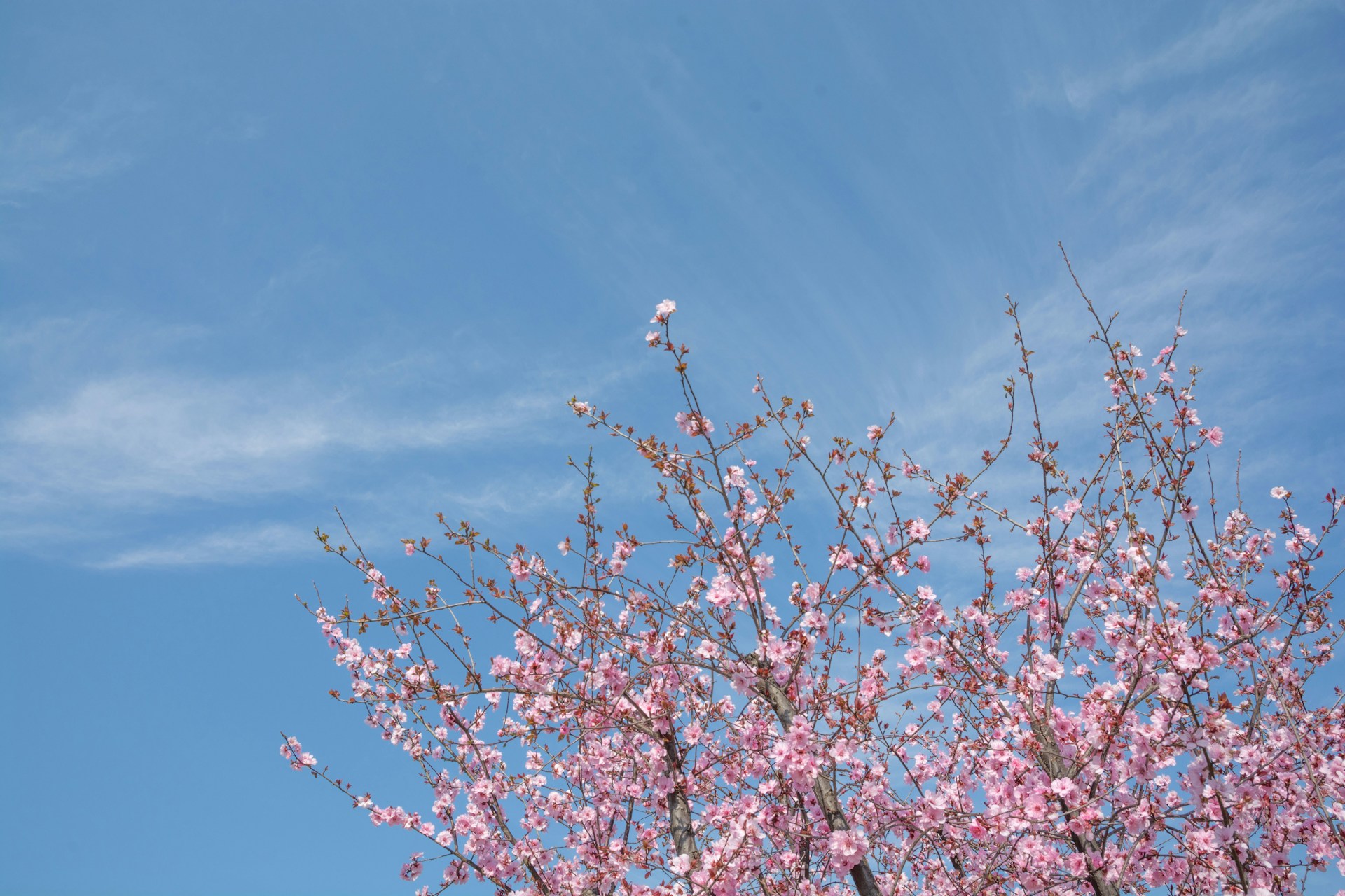 a tree with pink flowers in front of a blue sky
