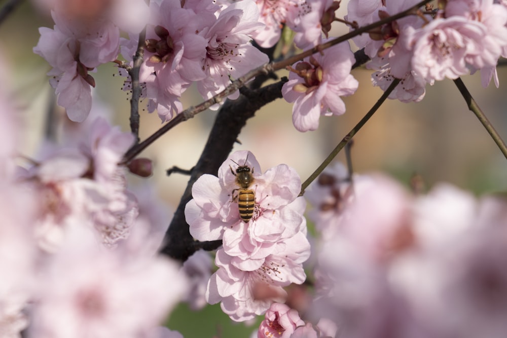 a bee is sitting on a branch of a blossoming tree