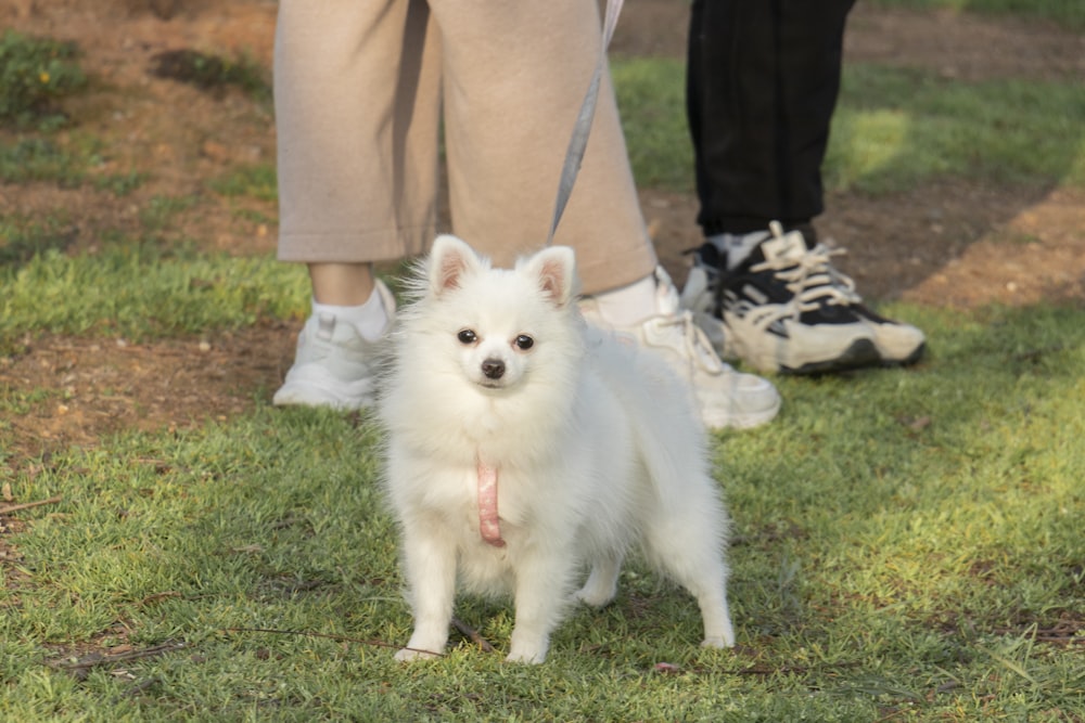 a small white dog standing on top of a lush green field