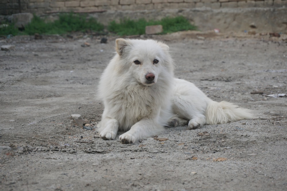 a large white dog laying on top of a dirt field