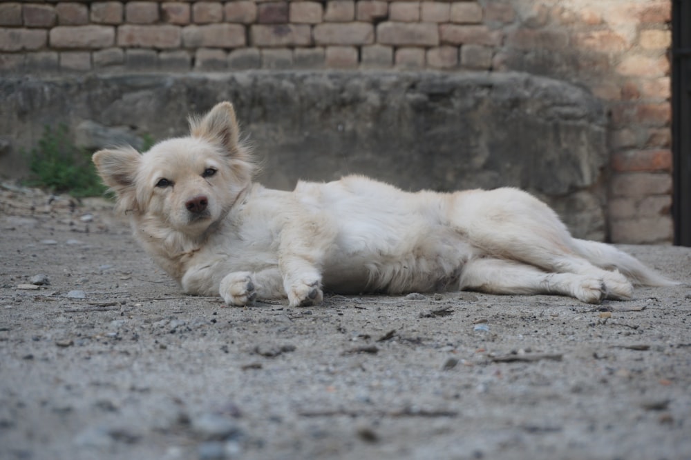 a white dog laying on the ground next to a brick wall
