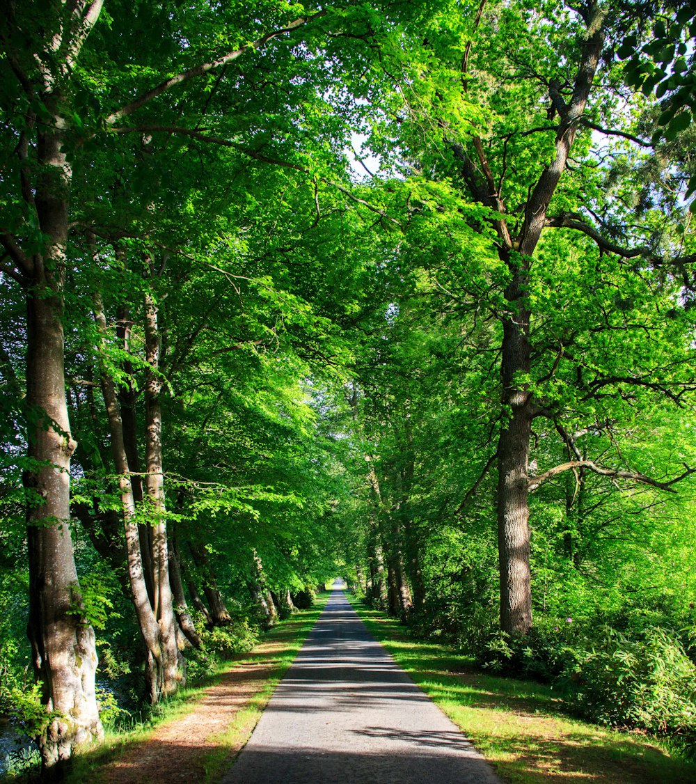 a tree lined road in the middle of a forest