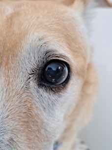 A close-up of a dog's eye with detailed fur texture surrounding it. The eye reflects some light, giving it a glossy appearance.