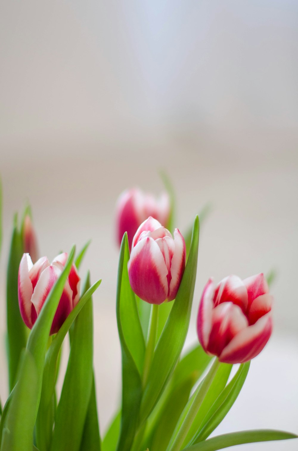 a close up of a bunch of pink tulips