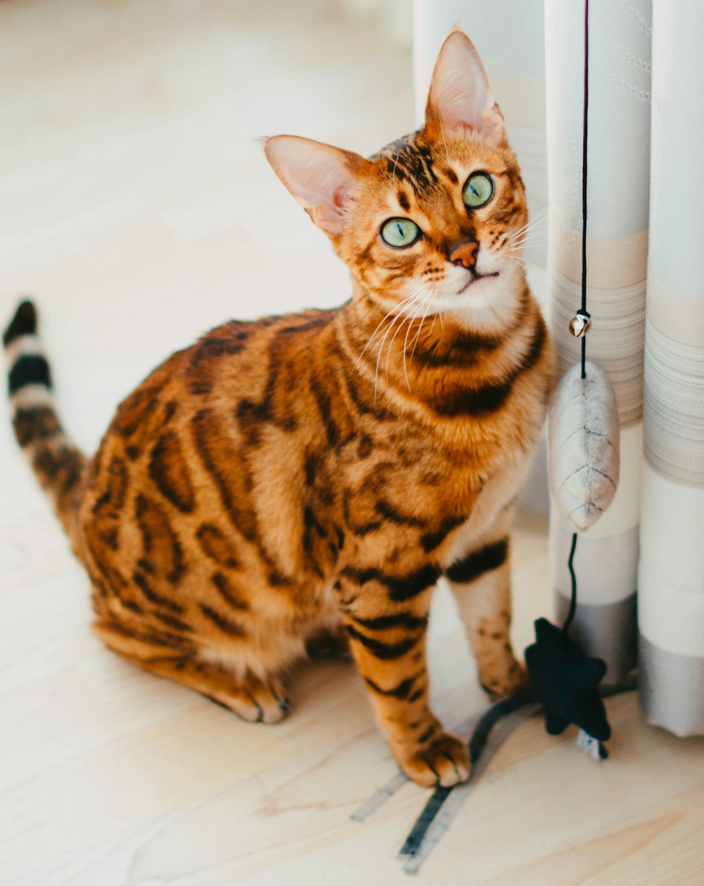 a cat sitting on the floor next to a wall