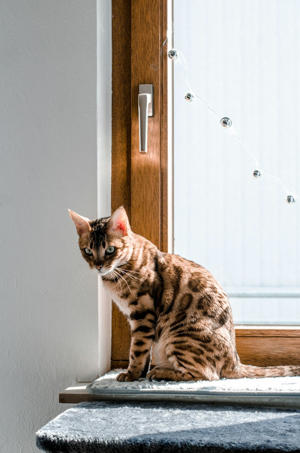 a cat sitting on a window sill looking out the window
