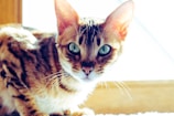 A close-up of a Bengal cat with striking green eyes, sitting in bright sunlight. The cat has a golden-brown coat with dark spots and stripes, accented by its alert ears and whiskers.