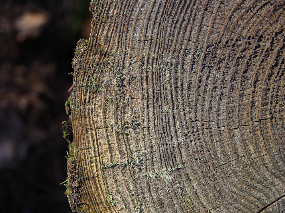 a close up of a tree trunk with green moss growing on it