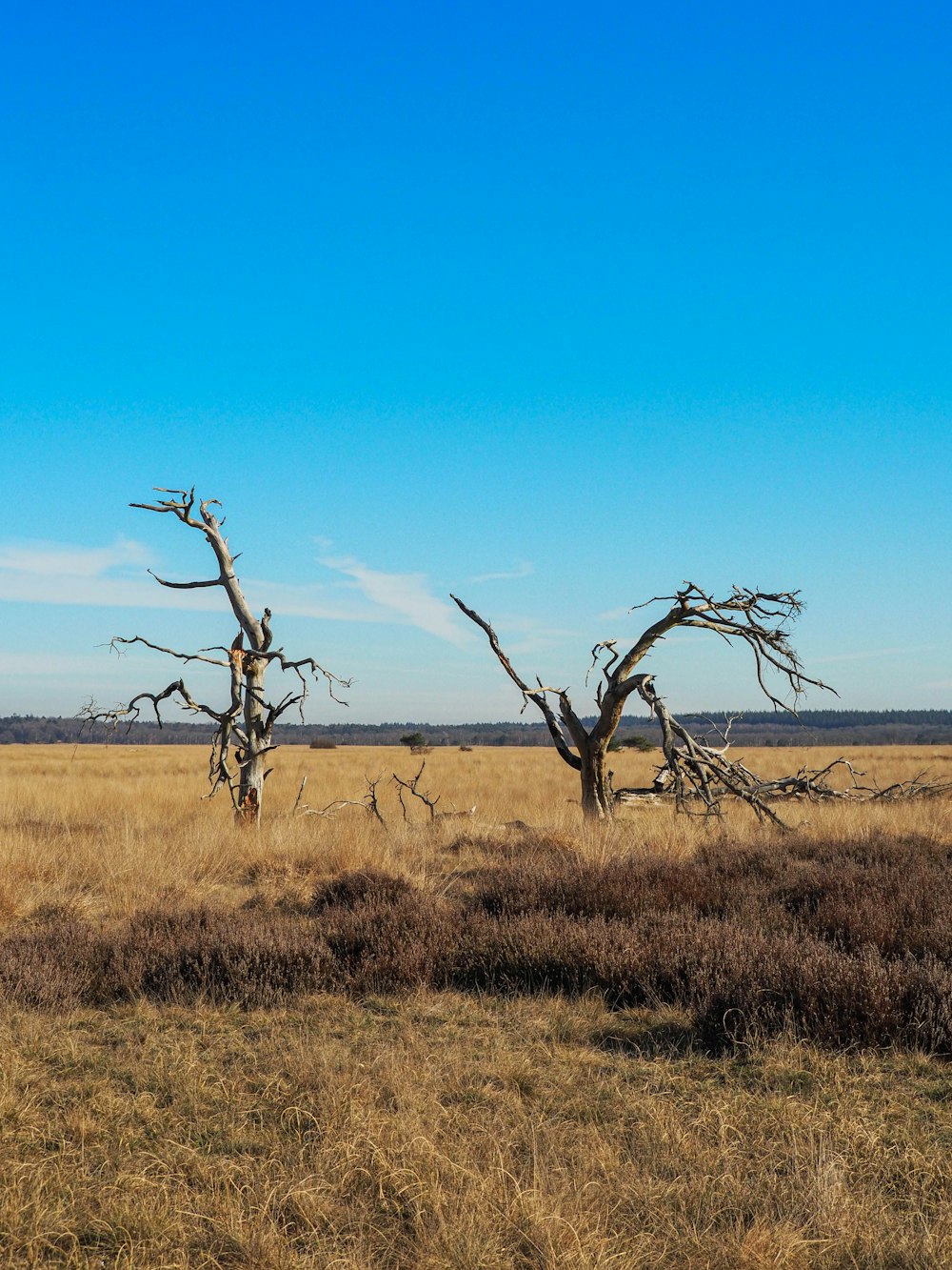 a giraffe standing in a dry grass field