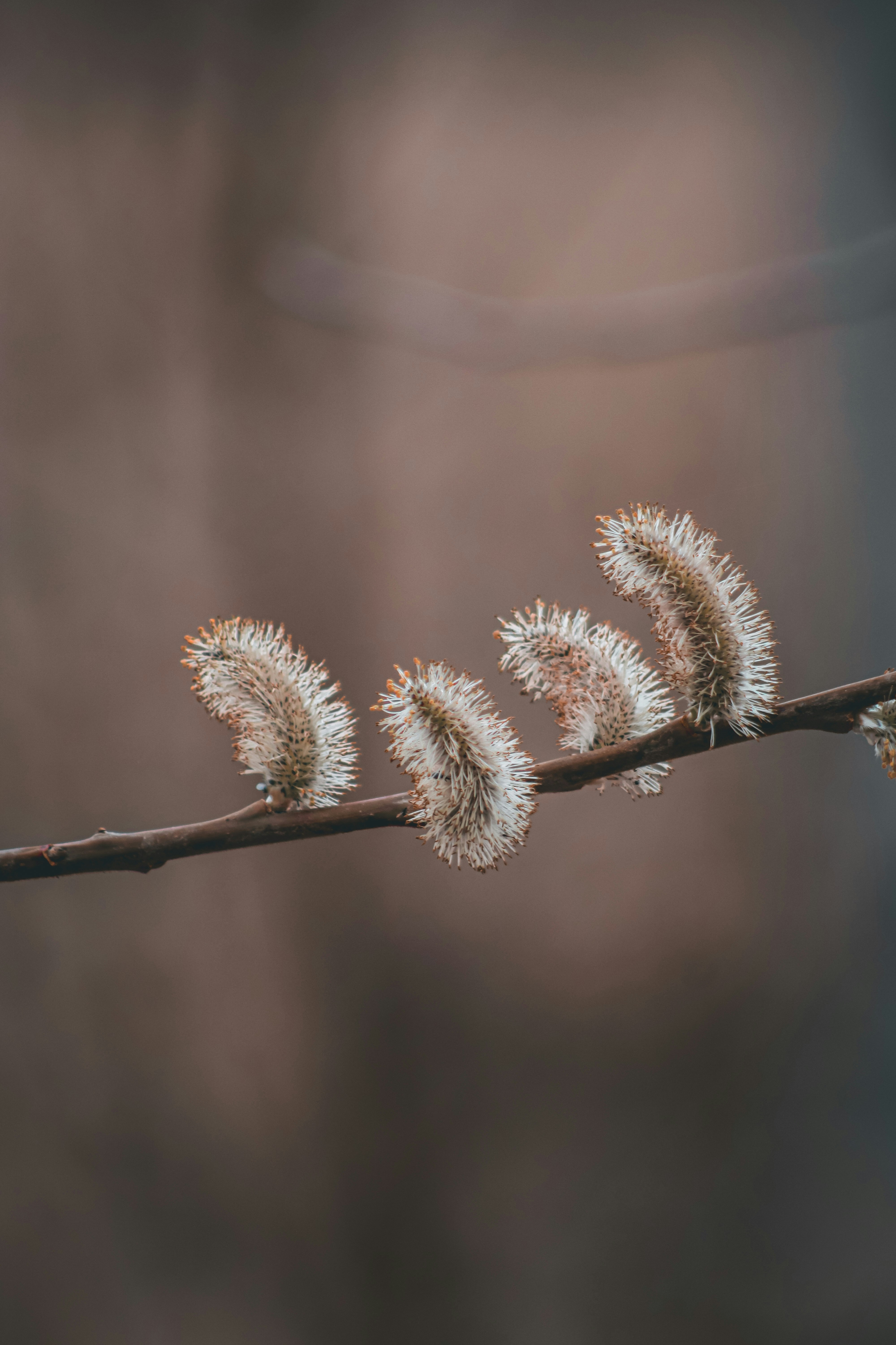 A close up of a branch with some flowers on it photo – Free Gilan Image ...
