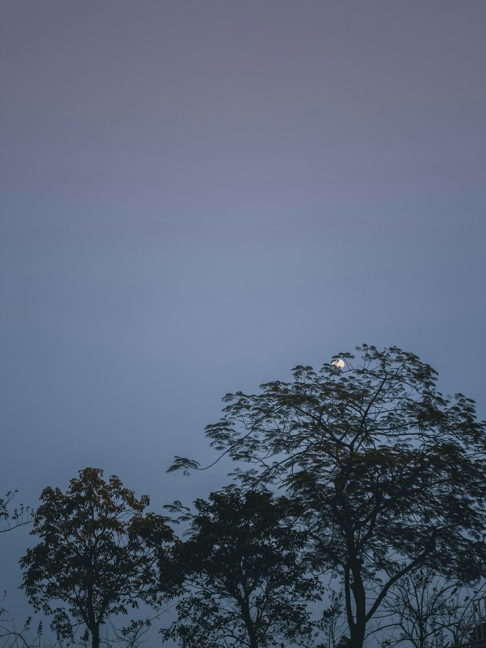 a full moon is seen through the trees