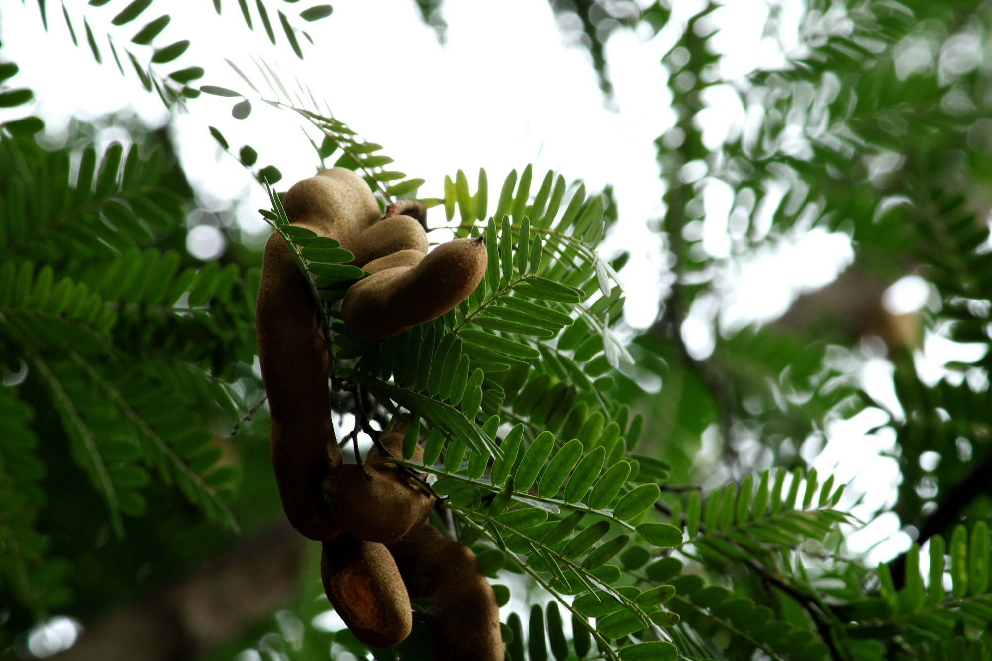 a bunch of nuts hanging from a tamarind tree