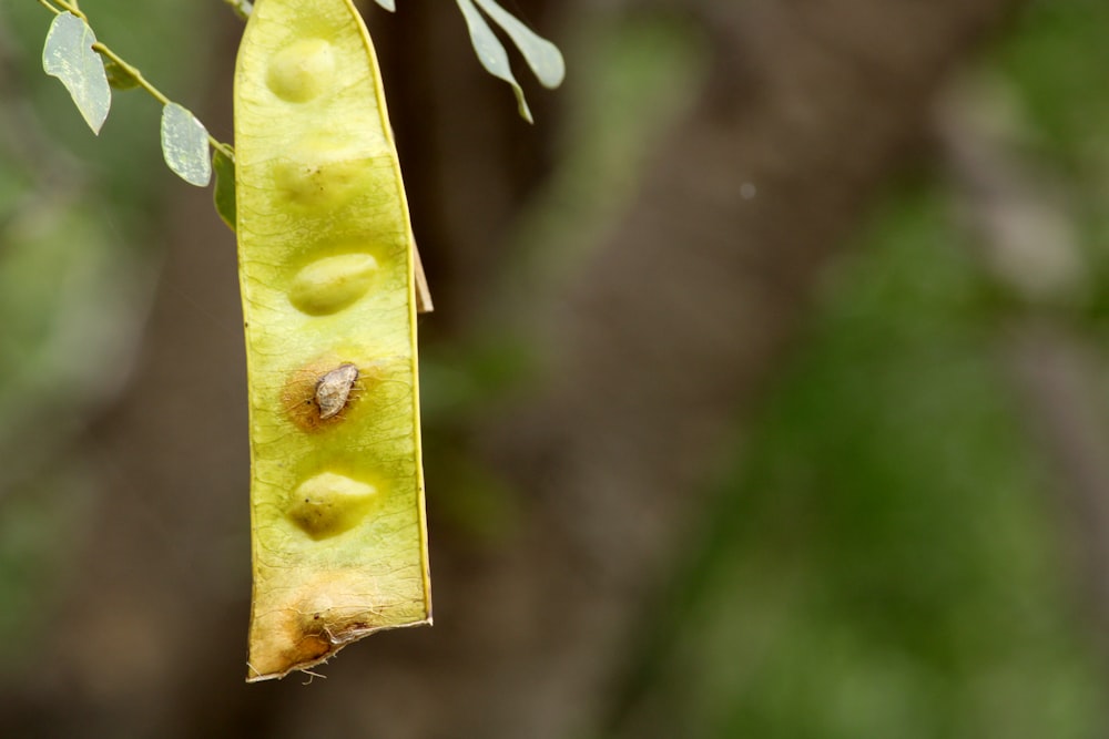 a pea pod hanging from a tree branch