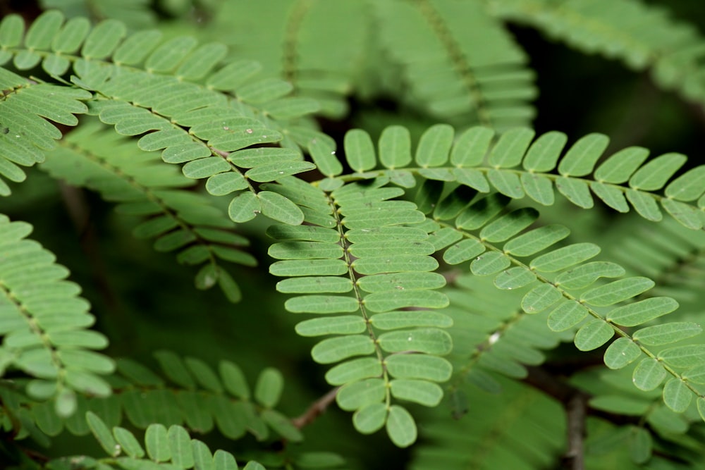 a close up of a green plant with leaves