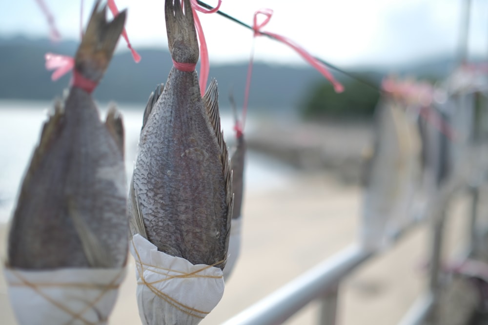 um par de peixes pendurados em uma linha