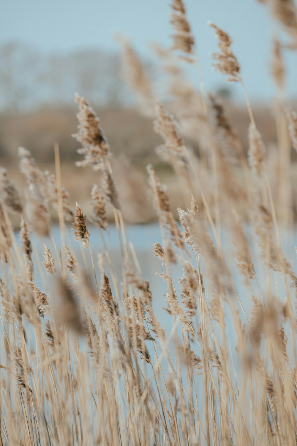 a bunch of tall dry grass next to a body of water