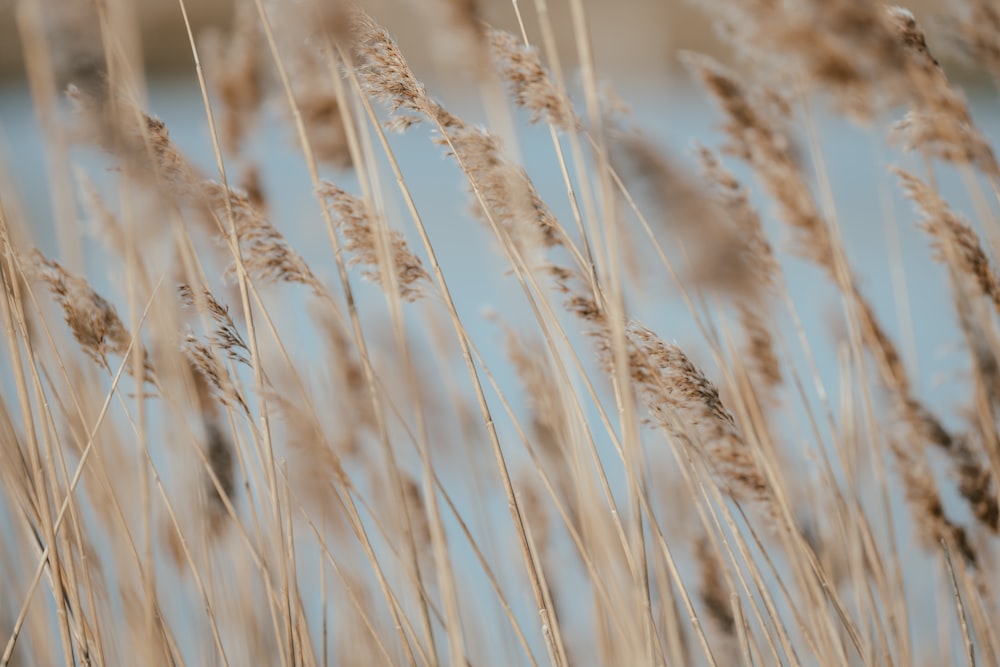 a close up of a bunch of tall grass