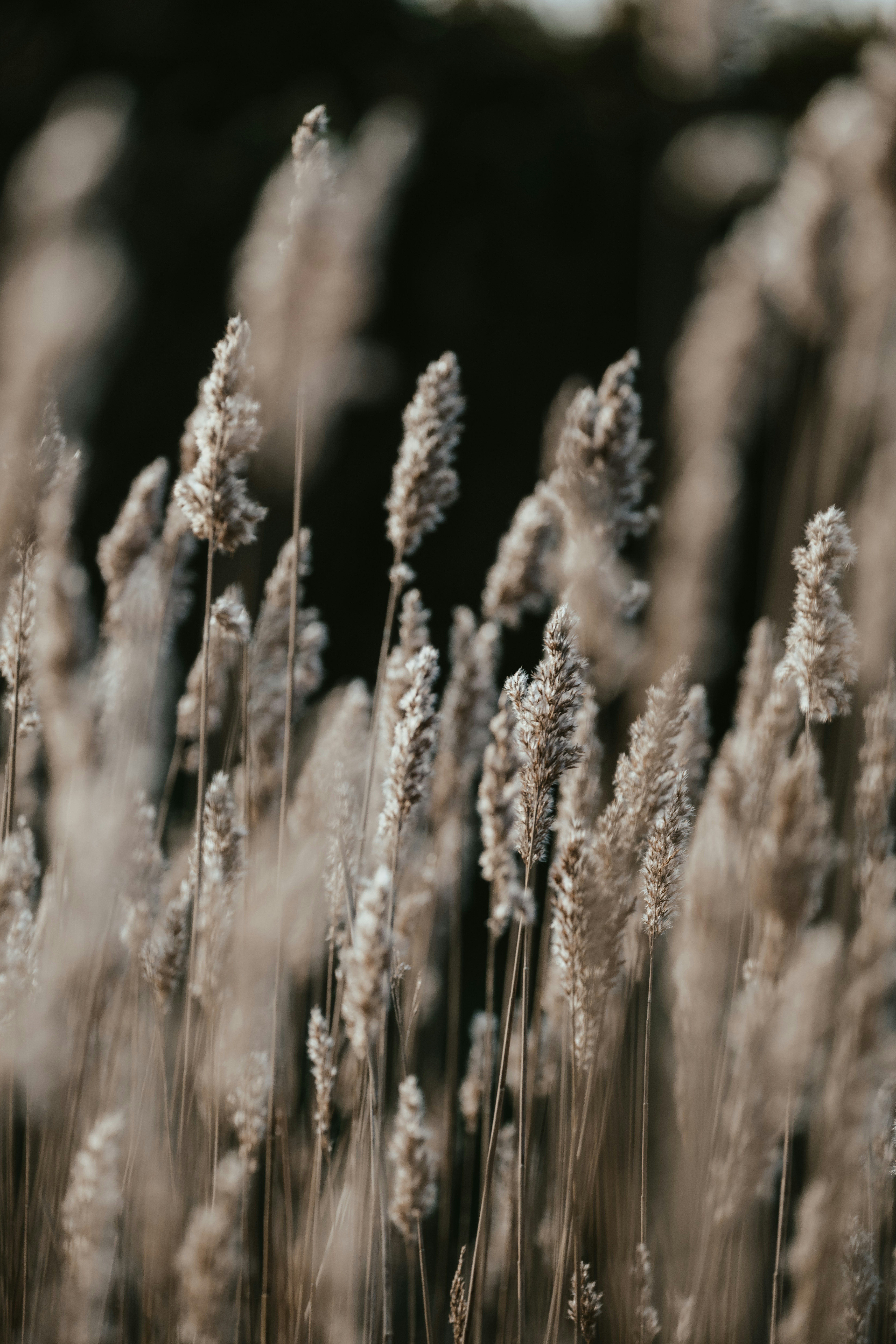 Photo by anniespratt