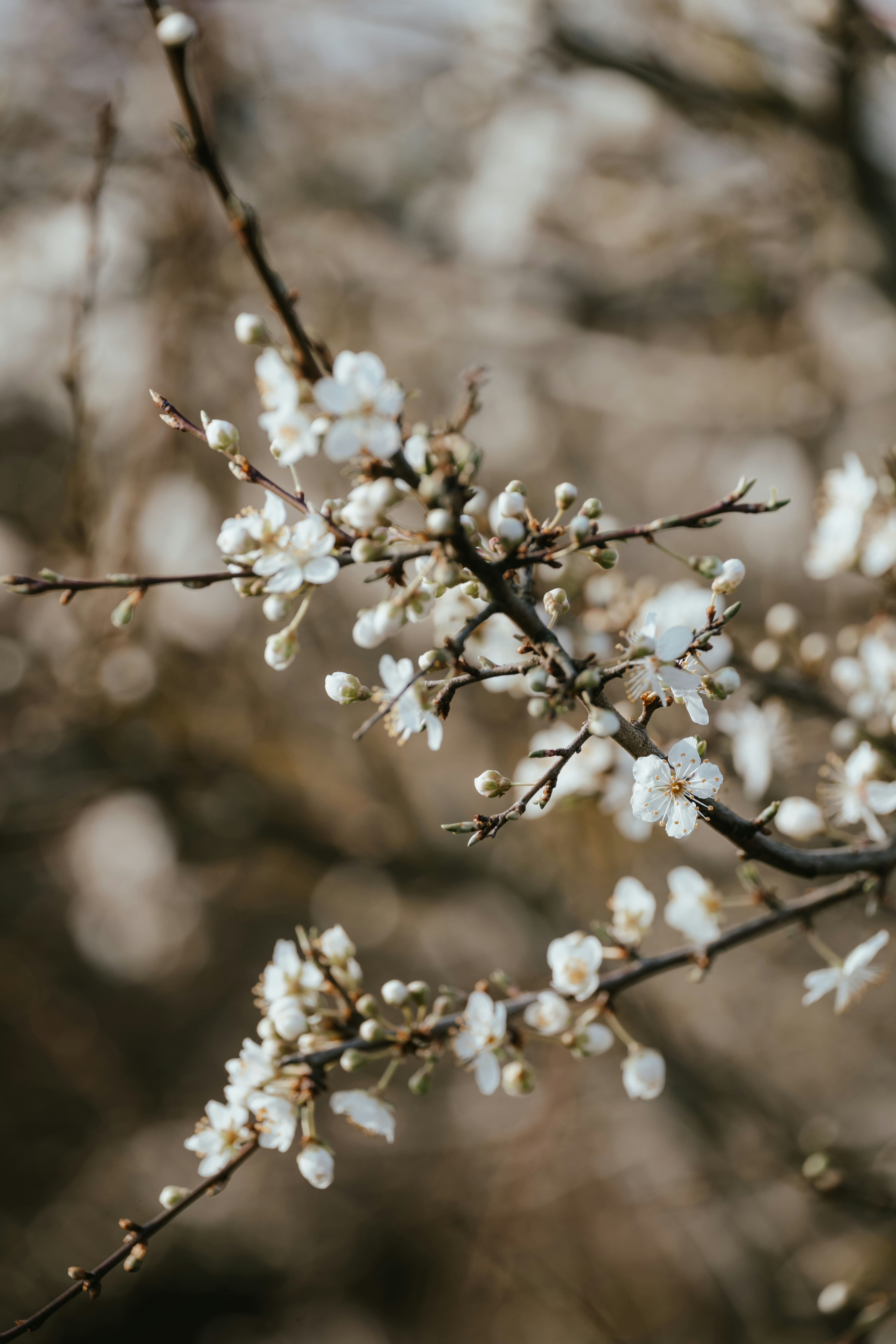 Photo by anniespratt