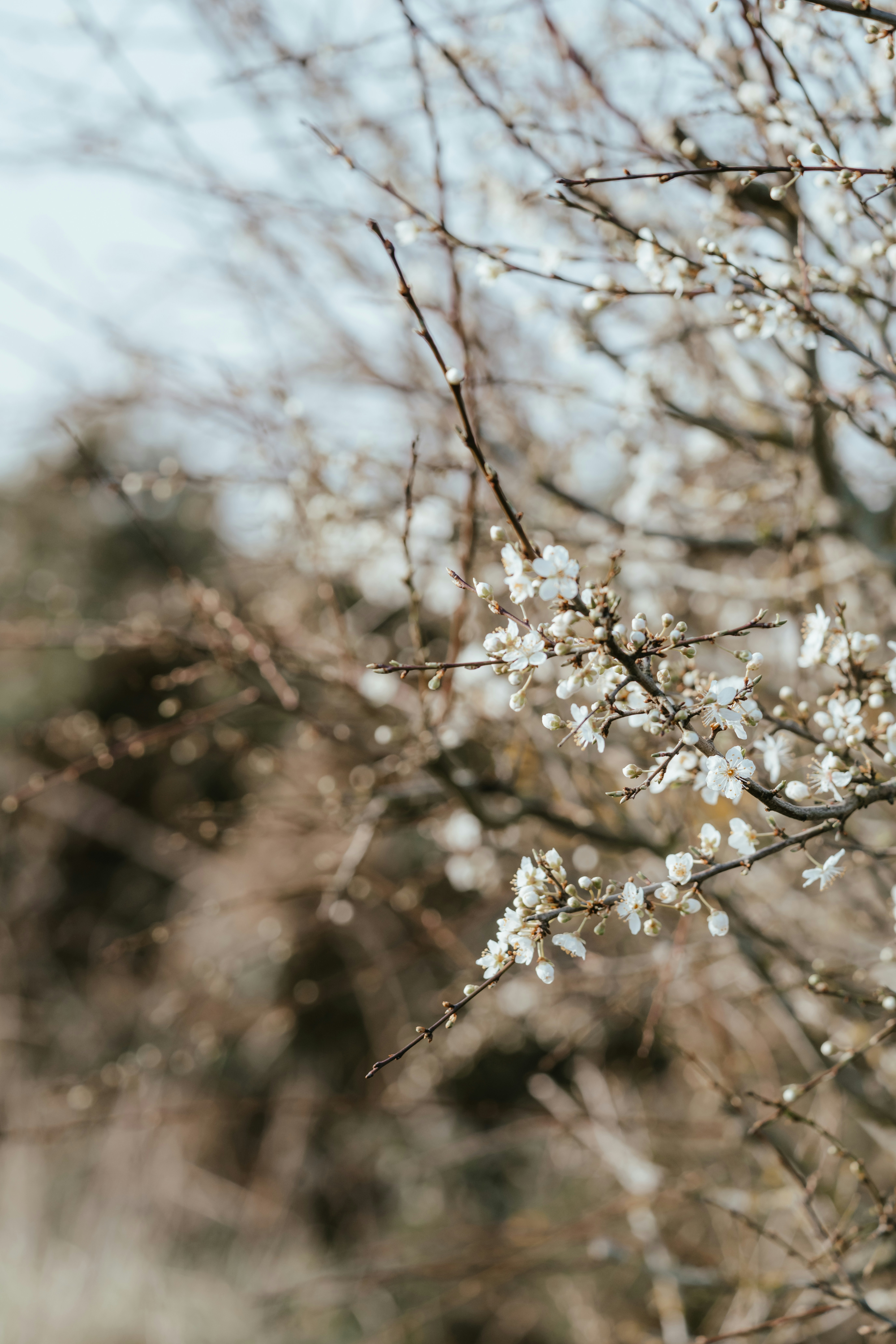 Photo by anniespratt