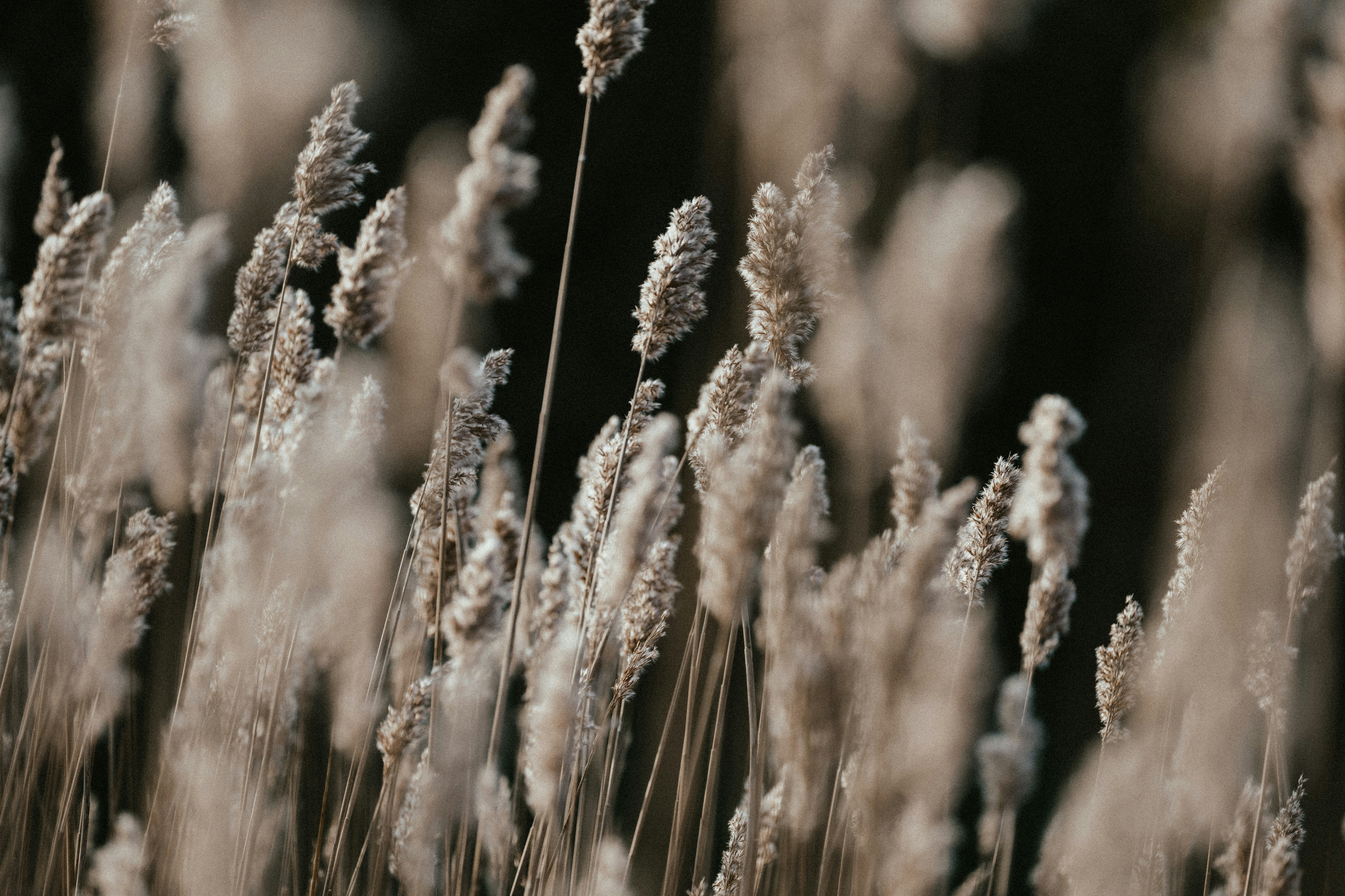 Photo by anniespratt