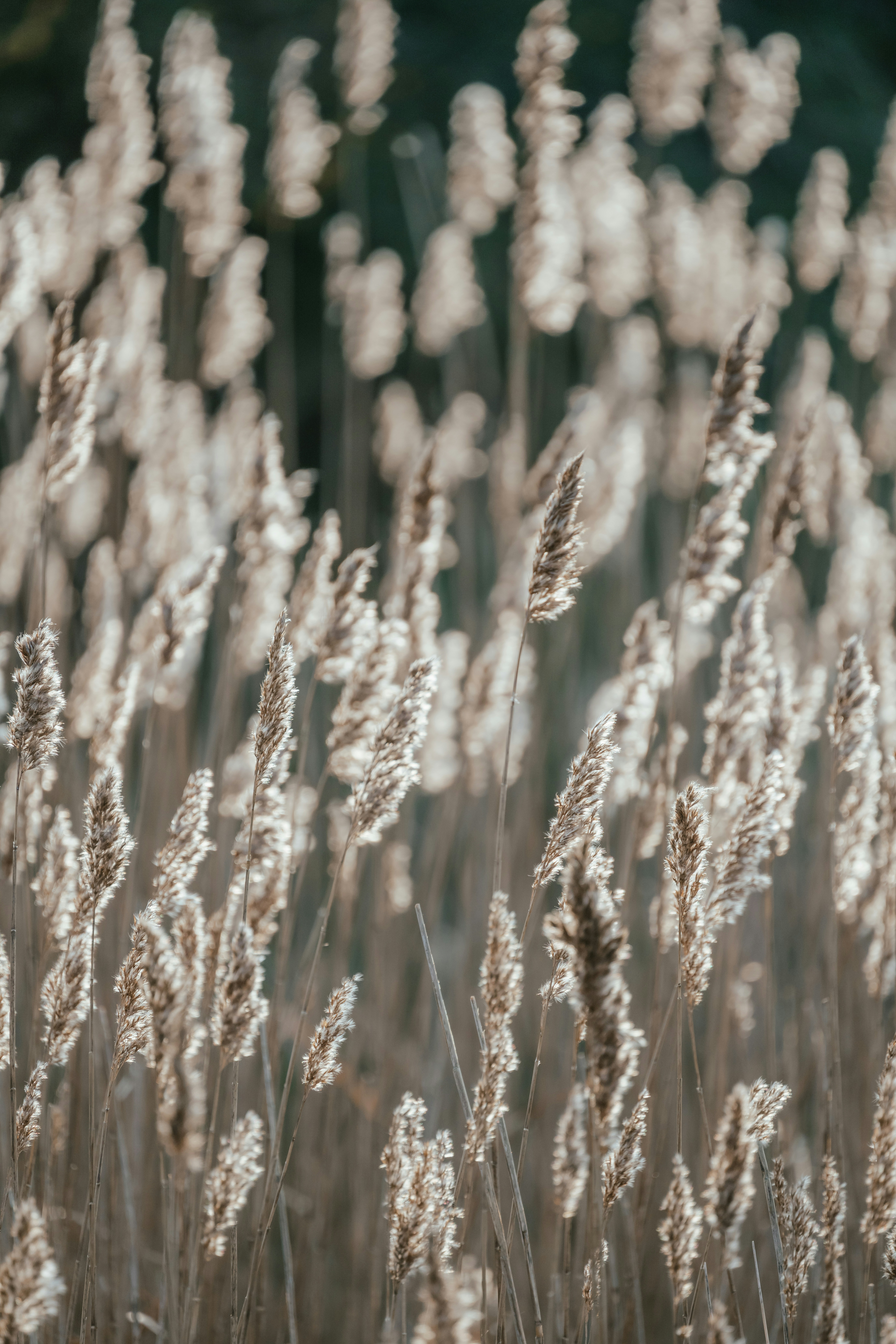 Photo by anniespratt