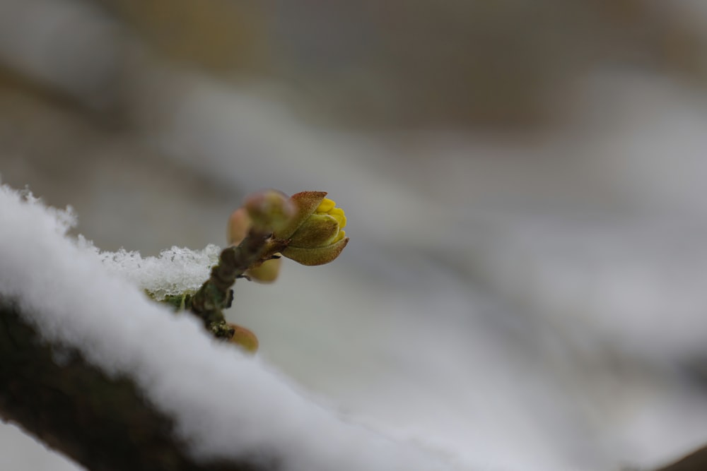 a close up of a branch with snow on it