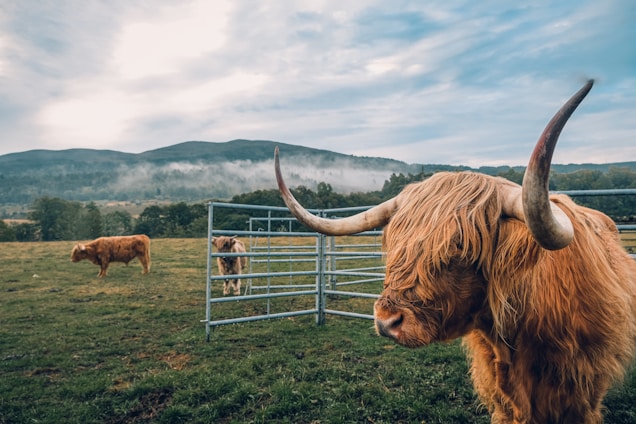 A Highland cow with shaggy hair and large horns stands in a fenced field. The landscape features rolling green hills and trees, with mist hanging in the distance under a partly cloudy sky. Two other cows are grazing in the background.