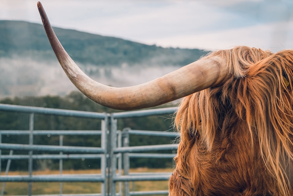 a long horn cow standing in a fenced in area