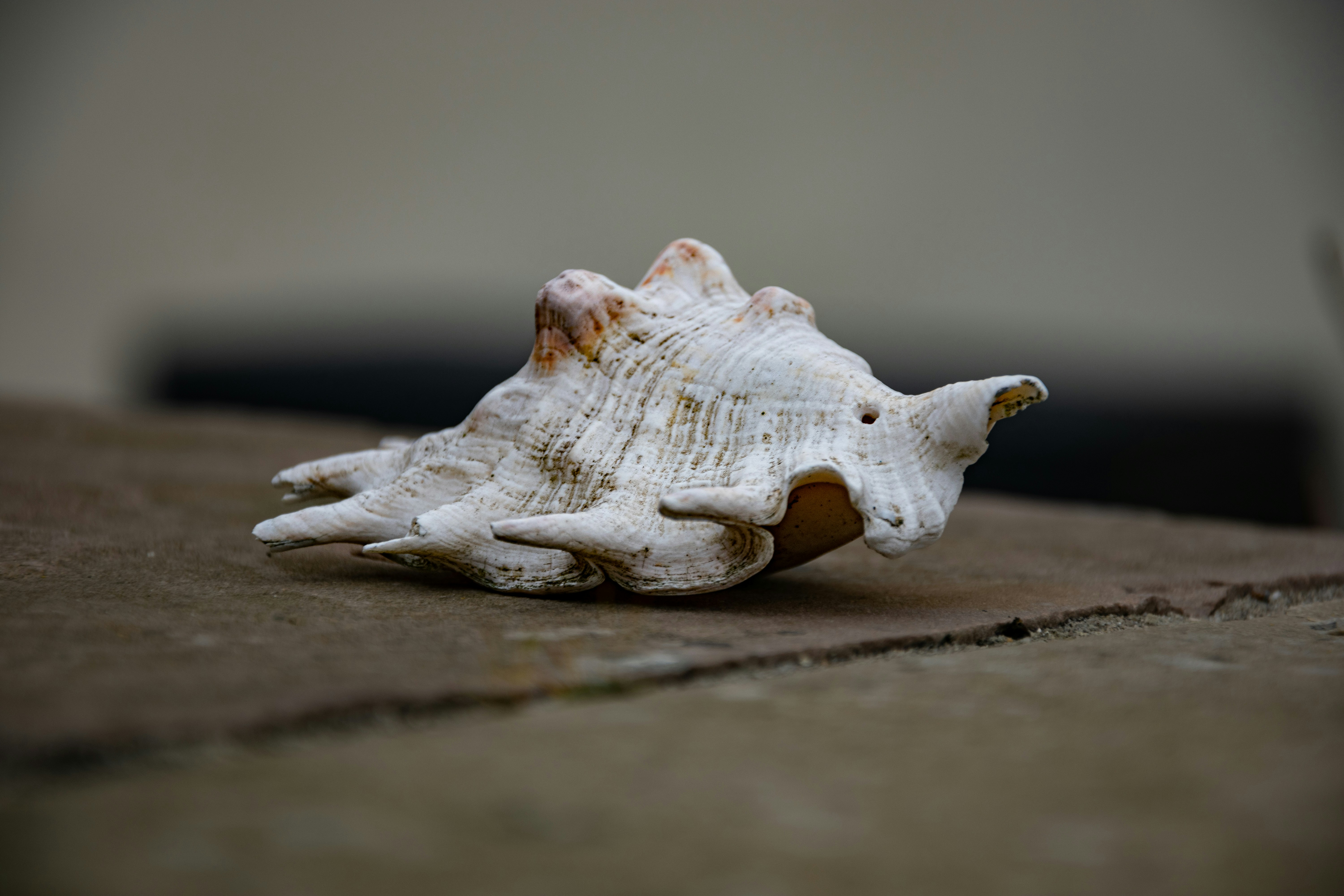 A close up of a sea shell on the ground photo – Free Animal Image on ...