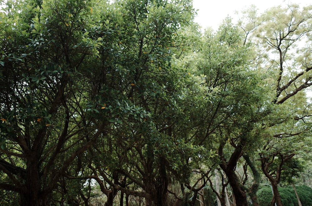 a group of trees that are next to each other