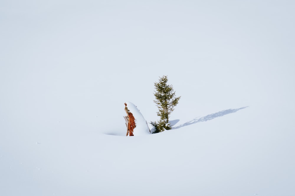 a person standing in the snow next to a tree