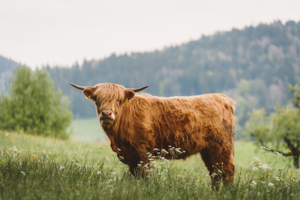 a brown cow standing on top of a lush green field