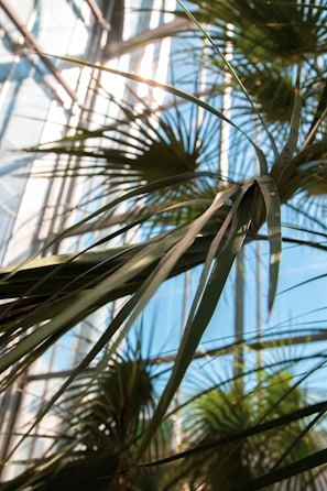 Sunlight filtering through tropical leaves atop a colorful workspace at p.l.e plus Guadeloupe.